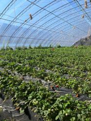 -蓝呗呗蓝莓草莓采摘园(通州区马驹桥店)