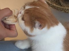 -飞行喵MR PILOT|猫舍·猫咖(静安大融城店)
