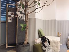 -米宠家·撸猫猫咖小萌宠·猫咪洗澡·猫咪寄养(高新大都荟店)