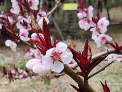 -廊坊市自然公园