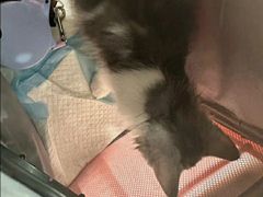 -纳吉亚猫专科动物诊疗中心(蒋宅口分院)