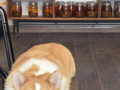 -肥朵食堂(带梦胡同店)