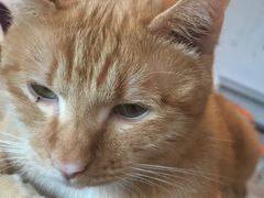 -Cappucimeow猫咪咖啡馆(韦伯时代店)