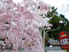 -醍醐寺