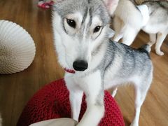 -Husky Go! 哈士奇体验馆·宠物咖啡厅狗咖