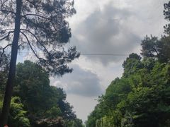 -铁山坪森林公园