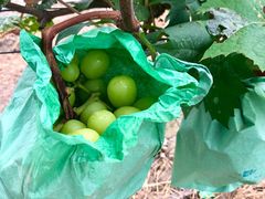 -马陆小张葡萄园农家乐