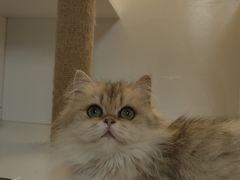 -十月米努特矮脚猫舍