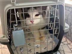 -momokira米努特·德文卷毛猫·棉花面纱犬