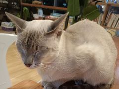 -Cappucimeow猫咪咖啡馆(韦伯时代店)
