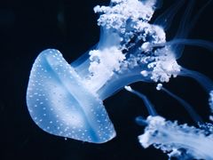 -欢乐海岸海洋奇梦馆
