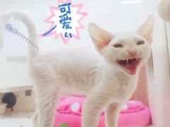 -十年猫舍·猫咪专门店(普陀店)