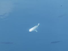 -四海公园(南山区)