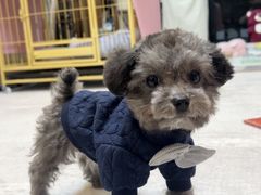 -帕帕拉兹宠物(亚洲旗舰店)