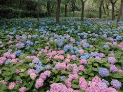 -上海共青森林公园