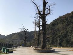 -午潮山国家森林公园
