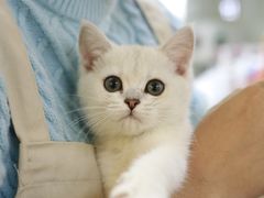 -lincat·猫舍(广州店)