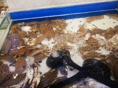 -川骄海鲜自助(河东店)