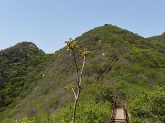 -大岭沟猕猴桃谷风景区