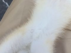 -小猫来了·猫咪专售(红山六九七九店)