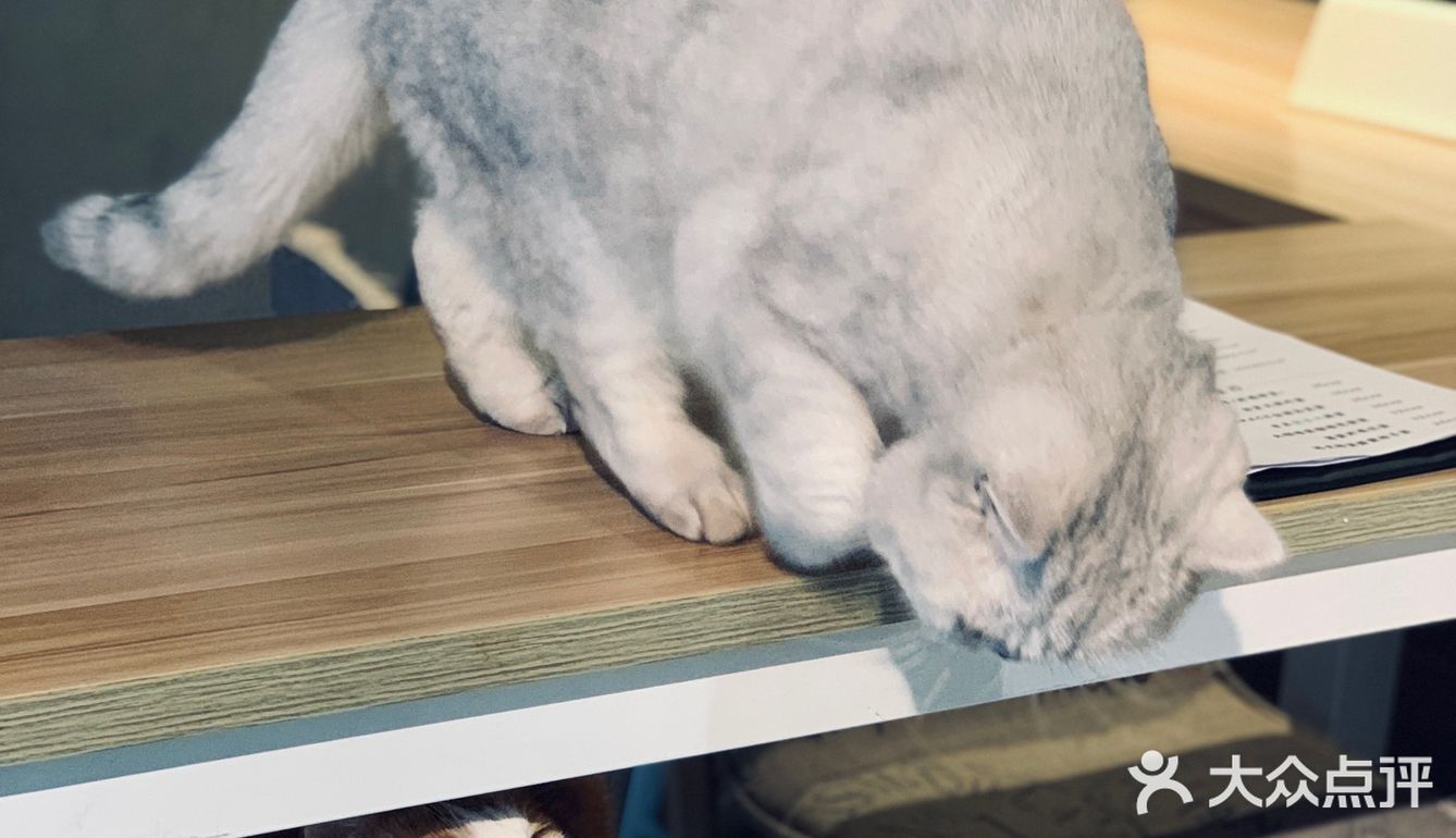在这喝上一杯手冲，观察观察🐱们，午后时光舒服的紧[得意]