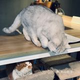 在这喝上一杯手冲，观察观察🐱们，午后时光舒服的紧[得意]