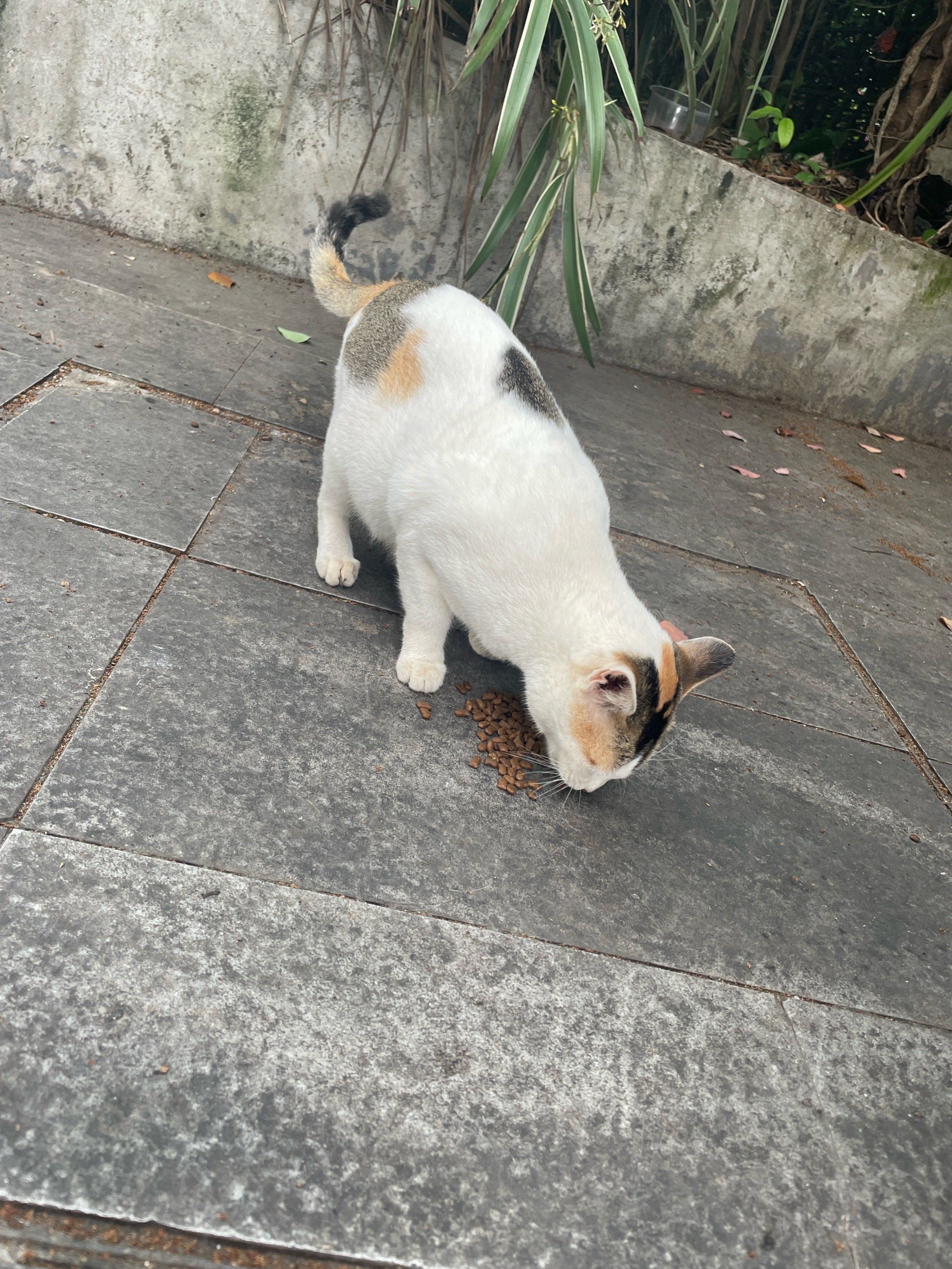 我的春日crush | 去见我的猫朋狗友9398