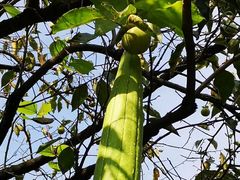 -春花秋色城市公园