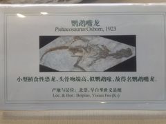 -辽宁古生物博物馆