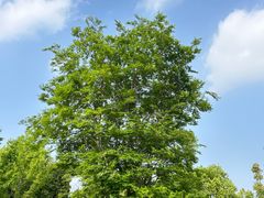 -盘龙城国家考古遗址公园