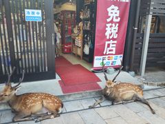 -奈良公园