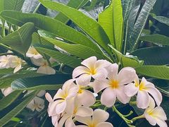 -曼听御花园