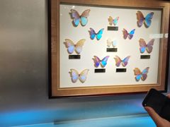 -上海昆虫博物馆