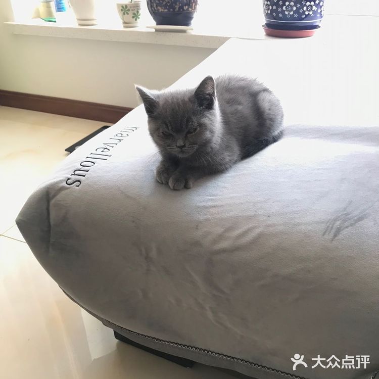 走哪跟哪，你要是坐下了他就乖乖的在你旁边躺下