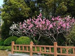 -新江湾城公园
