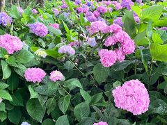 -西湖风景区-江洋畈生态公园