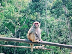 -西双版纳原始森林公园