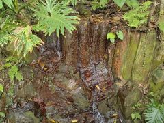 -银湖山郊野公园-相思林