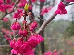 -南山植物园