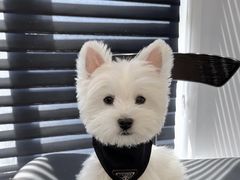 -萌宠之家·腊肠犬·马尔泰·小体犬舍