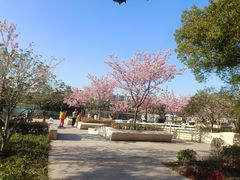 -新江湾城公园