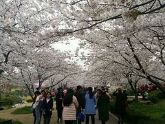 -东湖磨山景区樱花园-停车场