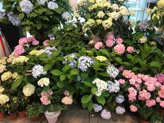 -双季花艺园艺市场(浦东店)