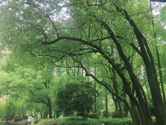 -徐家汇源景区-衡山公园