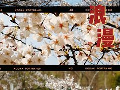 -顾村公园