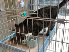 -猫的天空之城概念书店(北戴河蔚蓝海岸店)