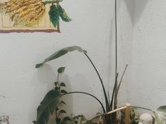 -如禾素食·下午茶·糖水