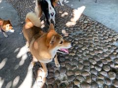 -柴犬高等学院·狗咖·柴犬售卖·宠物训练