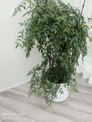 -HEYAN荷妍专业脱毛连锁机构