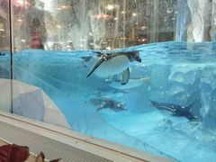 -帝企鹅自助餐厅•儿童岛•真企鹅(长隆企鹅酒店)